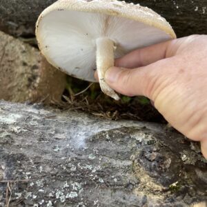 Figure 13. An over-ripe, but still edible shiitake.