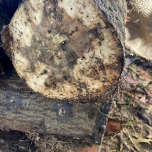 Figure 9. As mycelia runs through log, the ends will begin showing white patches. Photo Credit: A. Shabel