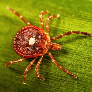 Lone star tick (Amblyomma americanum)