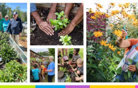 A collage of people gardening and planting.