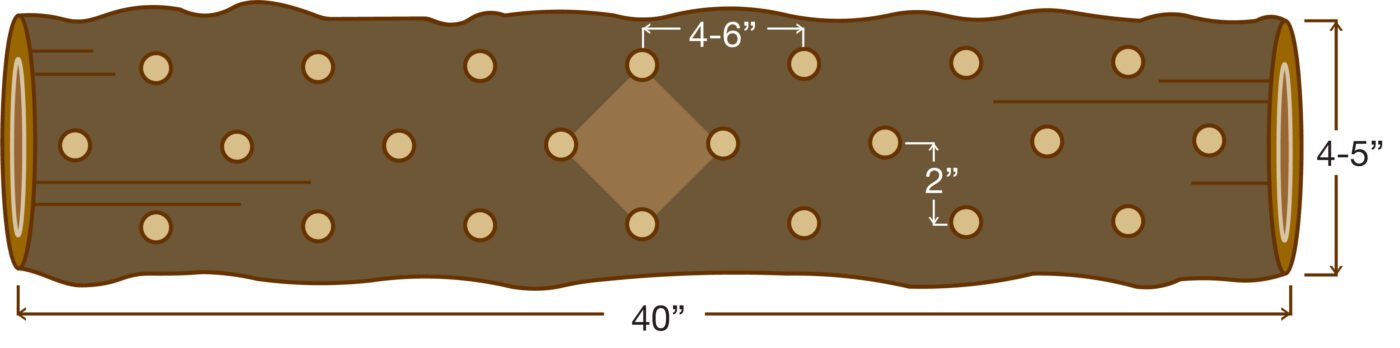 Figure 4. Row and hole spacing for inoculating shiitake logs. Diagram Credit: Shannon Schmalfeldt