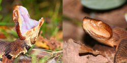 Close up images of cottonmouth and copperhead snakes.