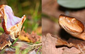 Close up images of cottonmouth and copperhead snakes.