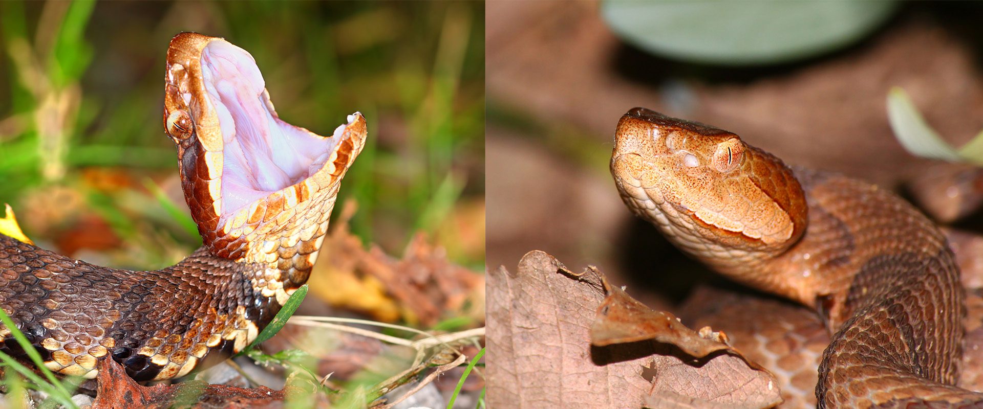 Close up images of cottonmouth and copperhead snakes.