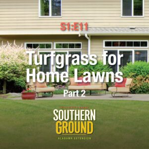 A square image of grass in a yard. The image has the following words: S1E11 Turfgrass for Home Lawns Part 2 and the Southern Ground Alabama Extension logo at the bottom.