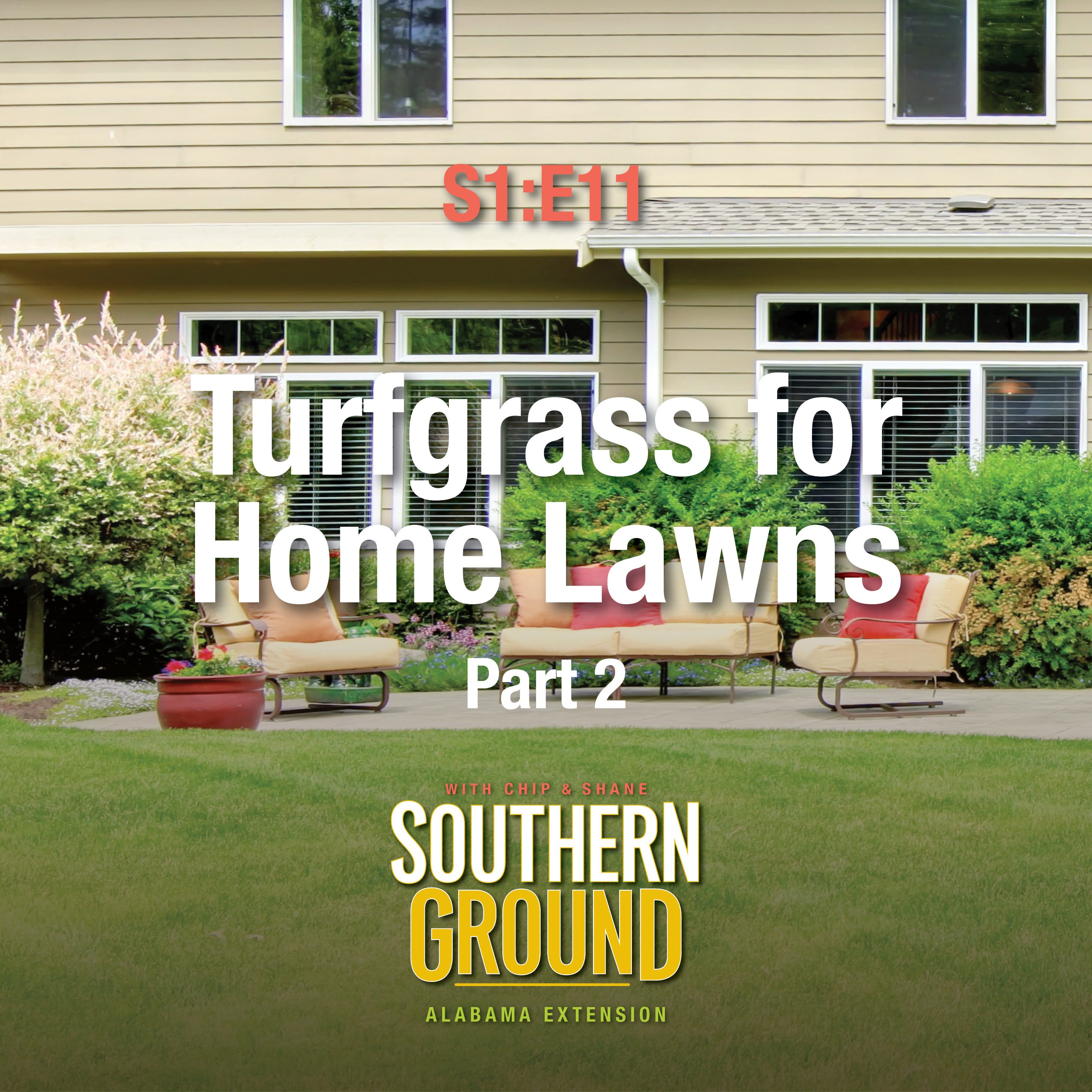 A square image of grass in a yard. The image has the following words: S1E11 Turfgrass for Home Lawns Part 2 and the Southern Ground Alabama Extension logo at the bottom.