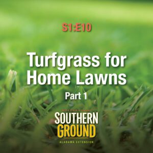A square image of grass in a yard. The image has the following words: S1E10 Turfgrass for Home Lawns Part 1 and the Southern Ground Alabama Extension logo at the bottom.