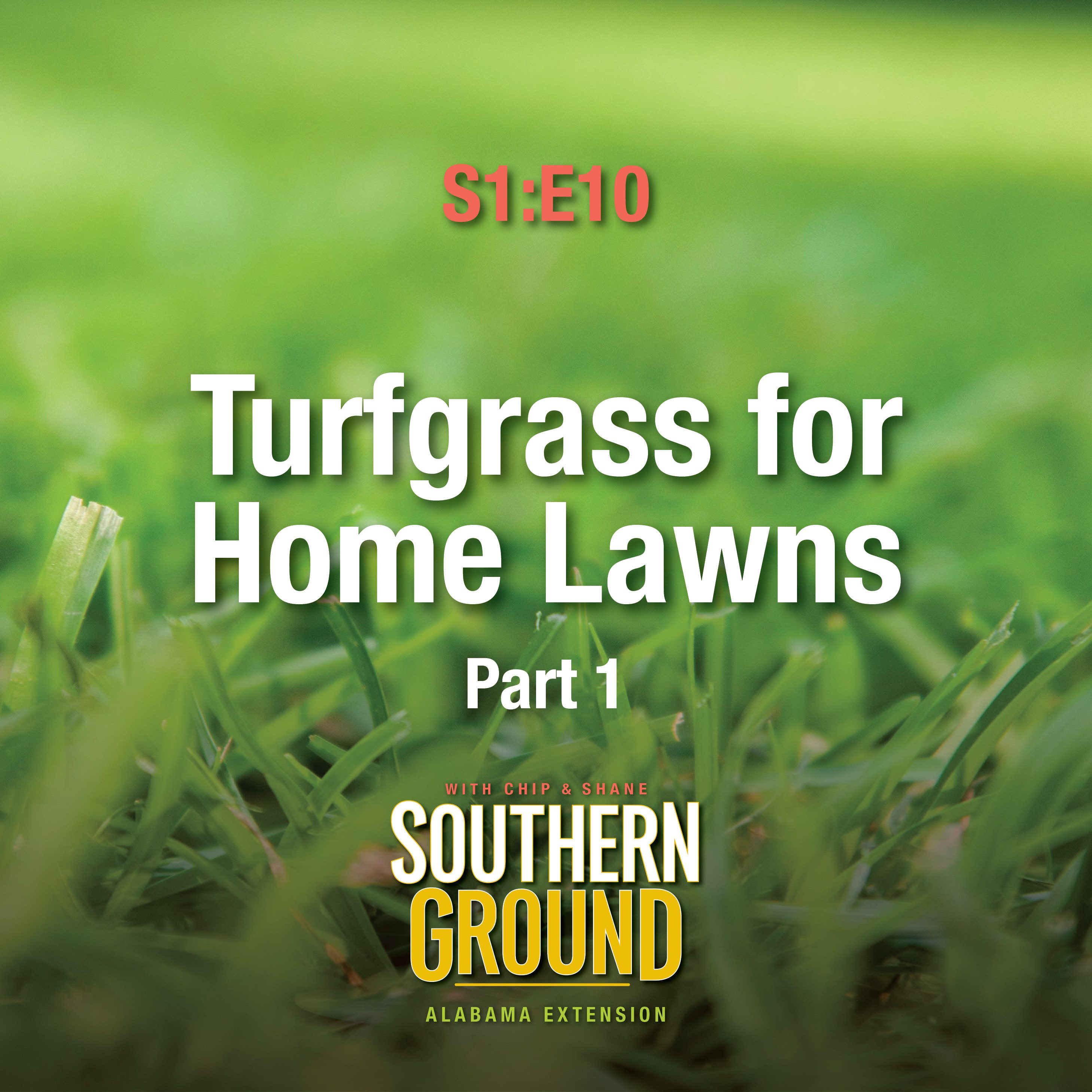 A square image of grass in a yard. The image has the following words: S1E10 Turfgrass for Home Lawns Part 1 and the Southern Ground Alabama Extension logo at the bottom.