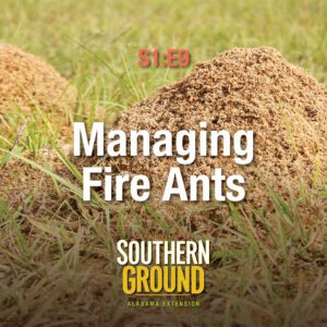 A square image of two fire ant mounds in a yard. The image has the following words: S1E9 Managing Fire Ants and the Southern Ground Alabama Extension logo at the bottom.