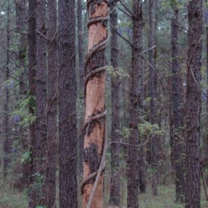 Figure 1. Invasive wisteria vine girdling a pine tree.