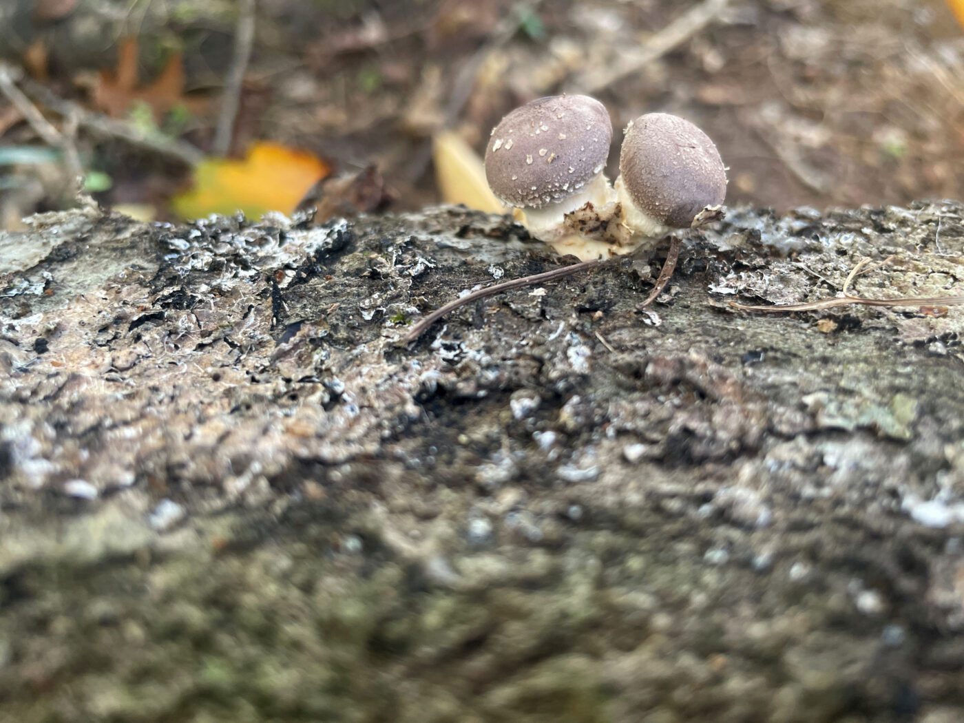 Figure 10. Shiitake mushrooms pinning from the inoculation sites. Photo Credit: A. Shabel