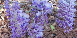 Invasive wisteria flowers bloom light purple March through May.