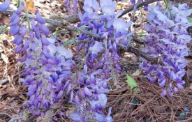 Invasive wisteria flowers bloom light purple March through May.