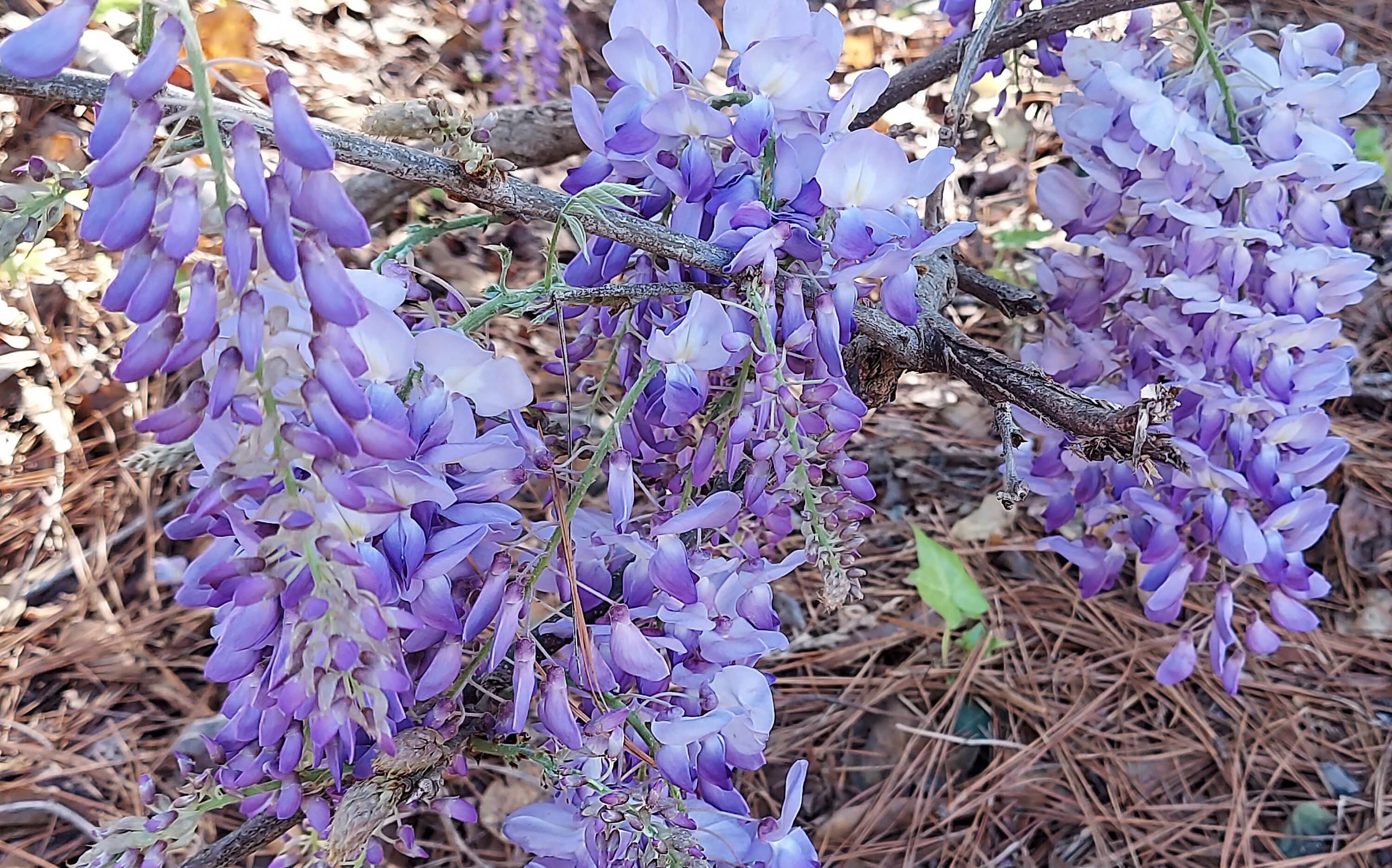 Invasive wisteria flowers bloom light purple March through May.