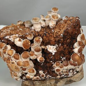 Figure 11. A shiitake block beginning to produce mushroom.