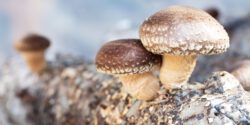 Two shiitake mushrooms growing on a log