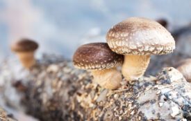 Two shiitake mushrooms growing on a log
