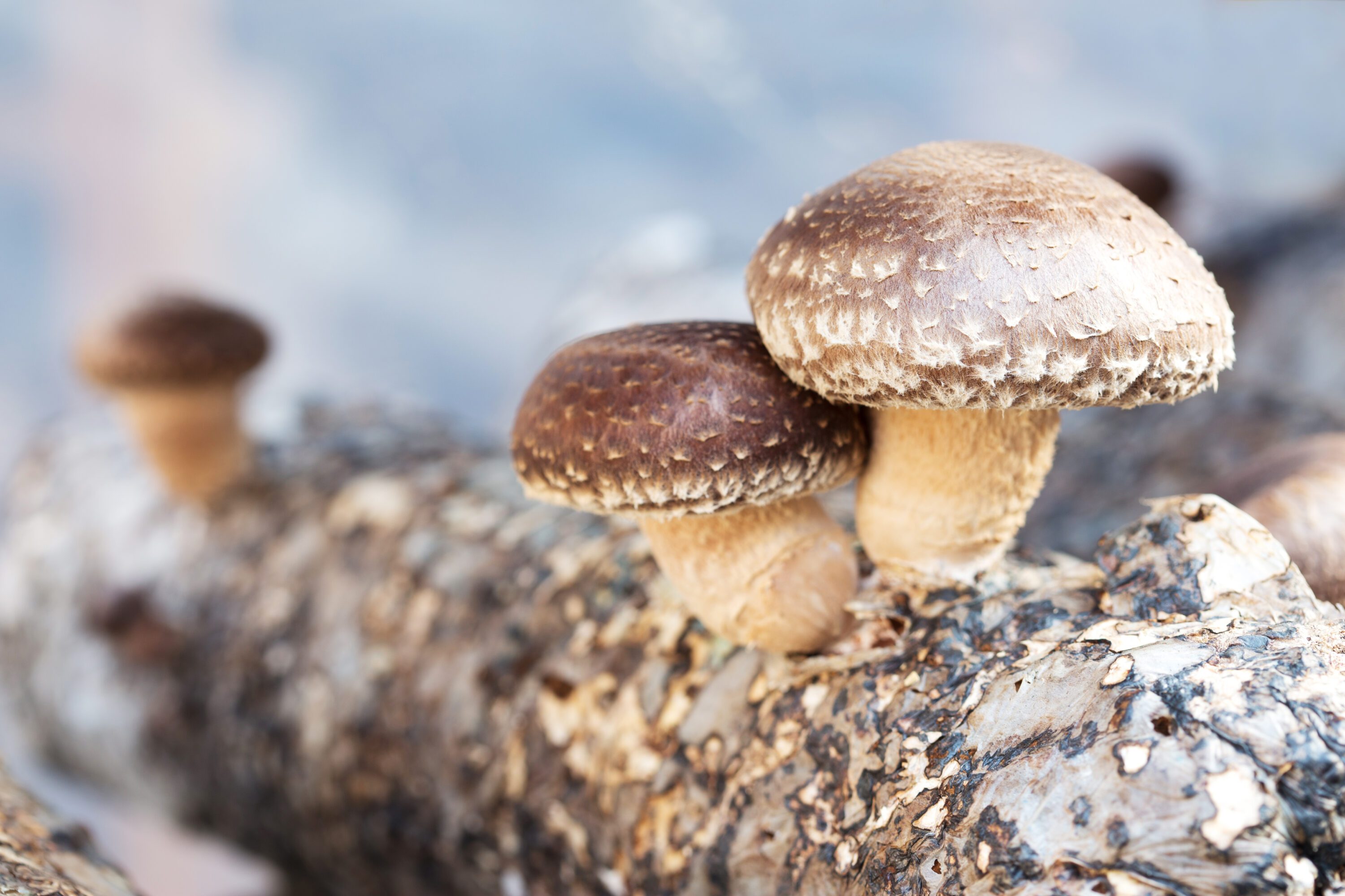 Two shiitake mushrooms growing on a log