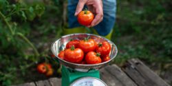 A person's hand putting tomatoes on a scale in a home garden to weigh.