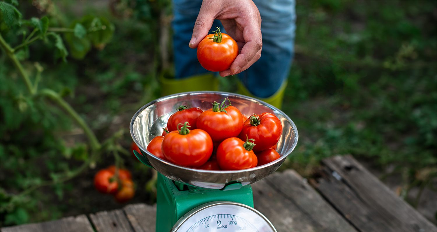 A person's hand putting tomatoes on a scale in a home garden to weigh.