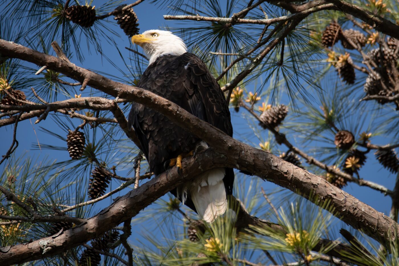 An adult bald eagle in a tree in Guntersville, Alabama.