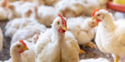 White chickens inside a commercial poultry house.