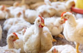 White chickens inside a commercial poultry house.
