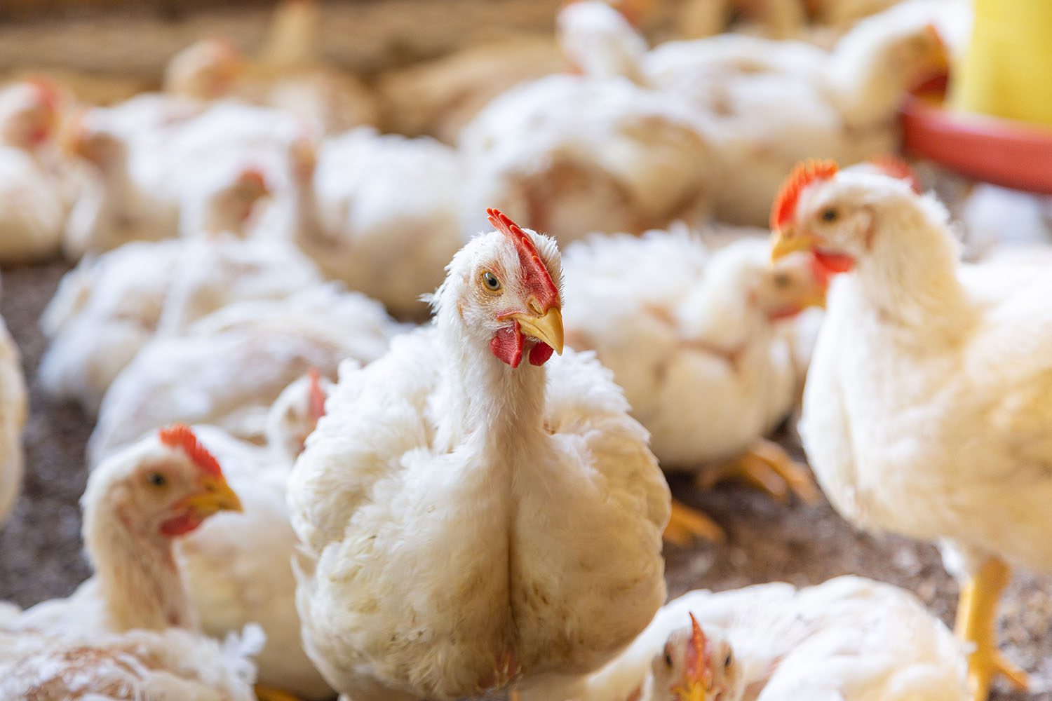 White chickens inside a commercial poultry house.