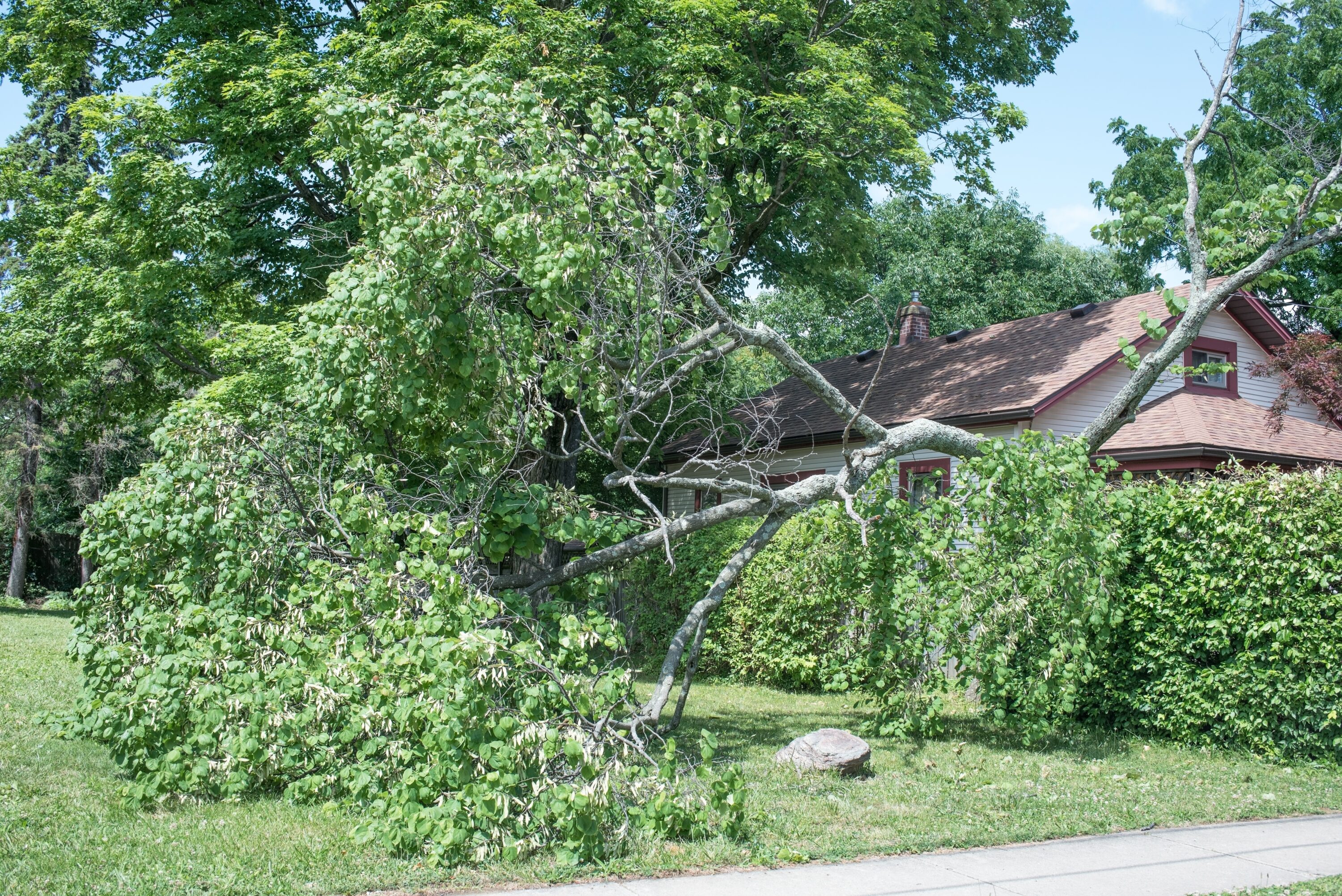 Large tree limb downed near house in a strong storm.