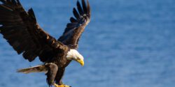 A bald eagle flying down to catch a fish in water.