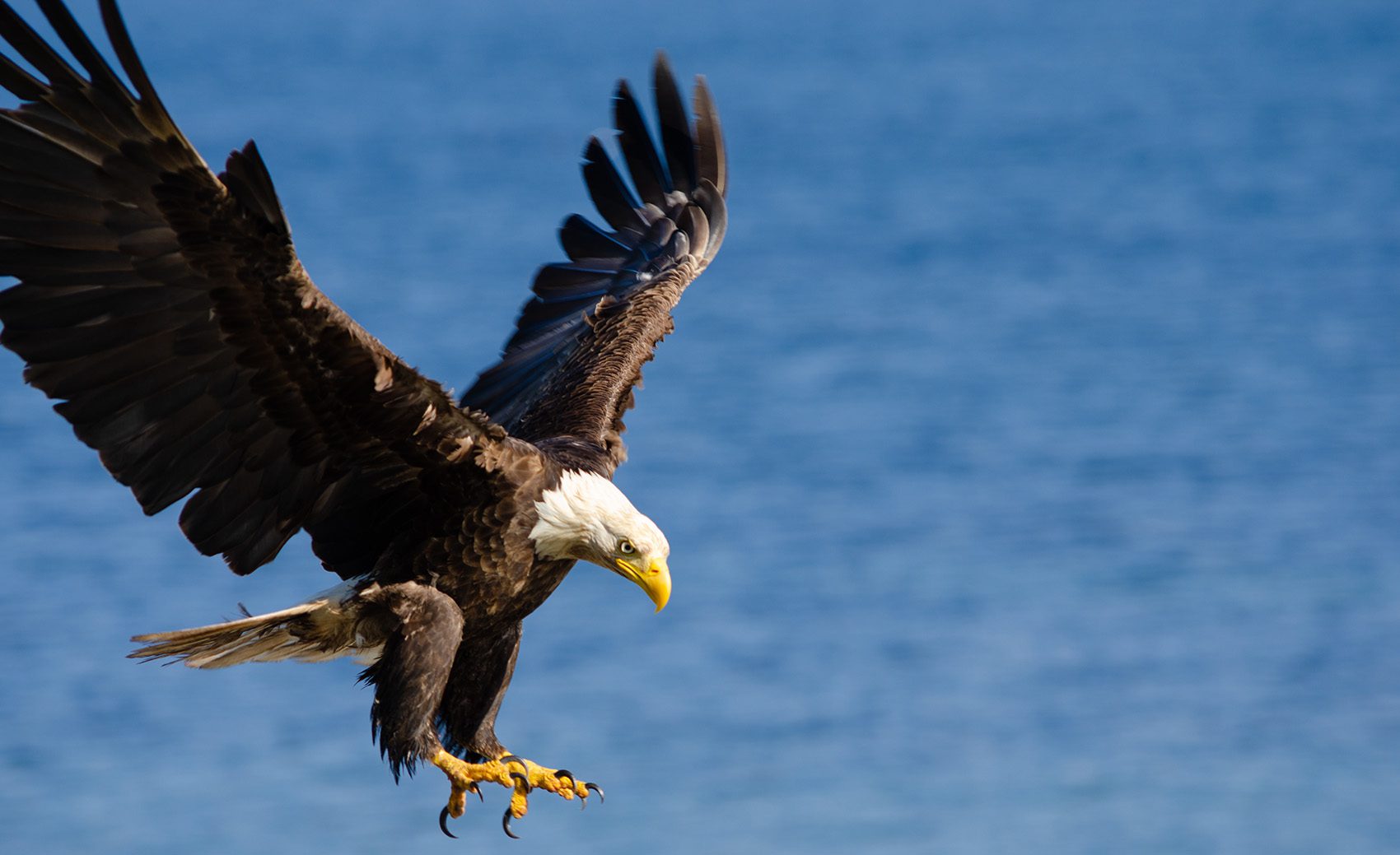 A bald eagle flying down to catch a fish in water.
