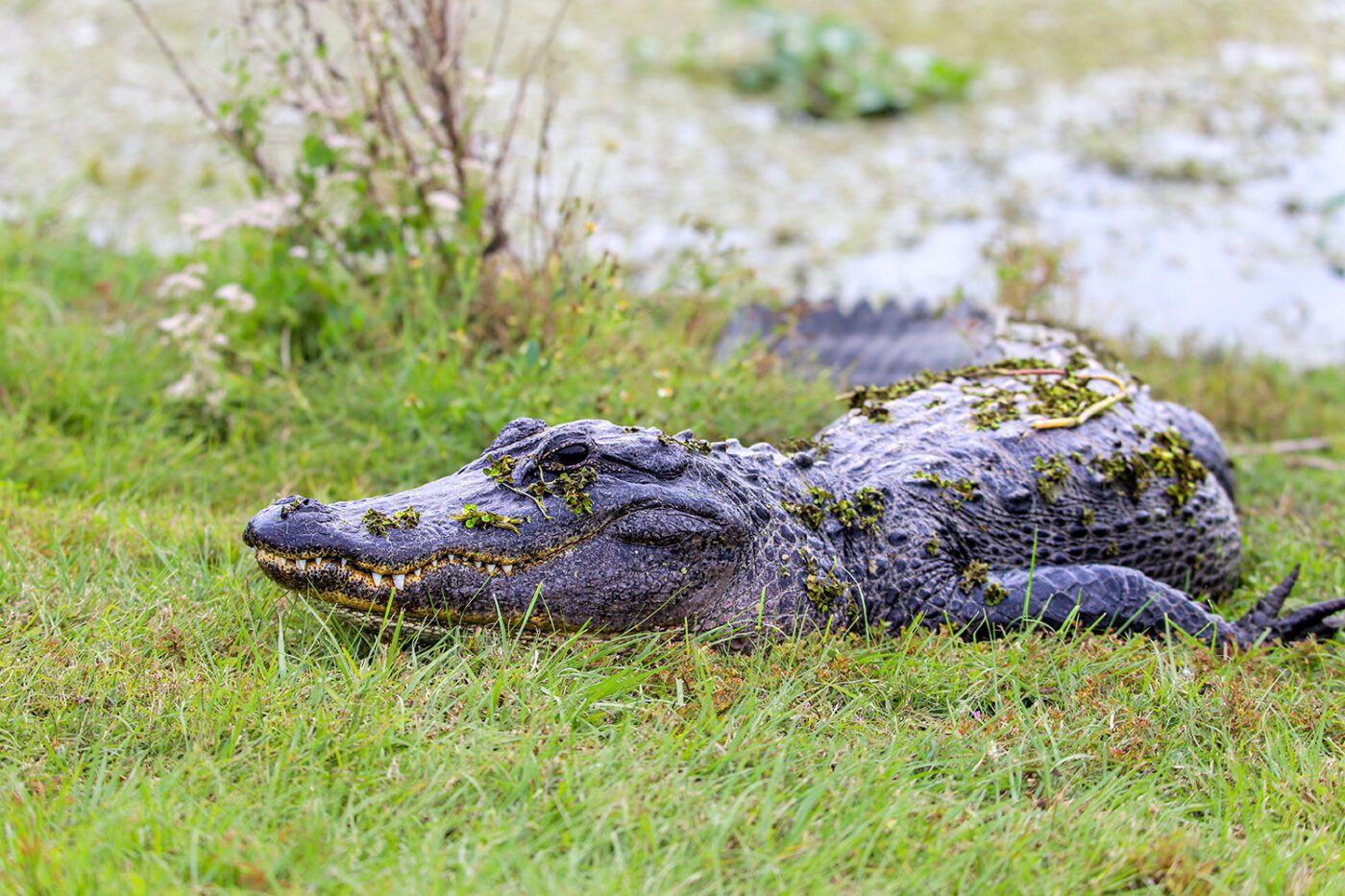 American alligator in grass sunning