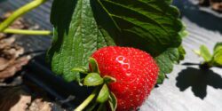 A strawberry growing in a field.