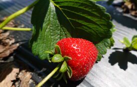 A strawberry growing in a field.