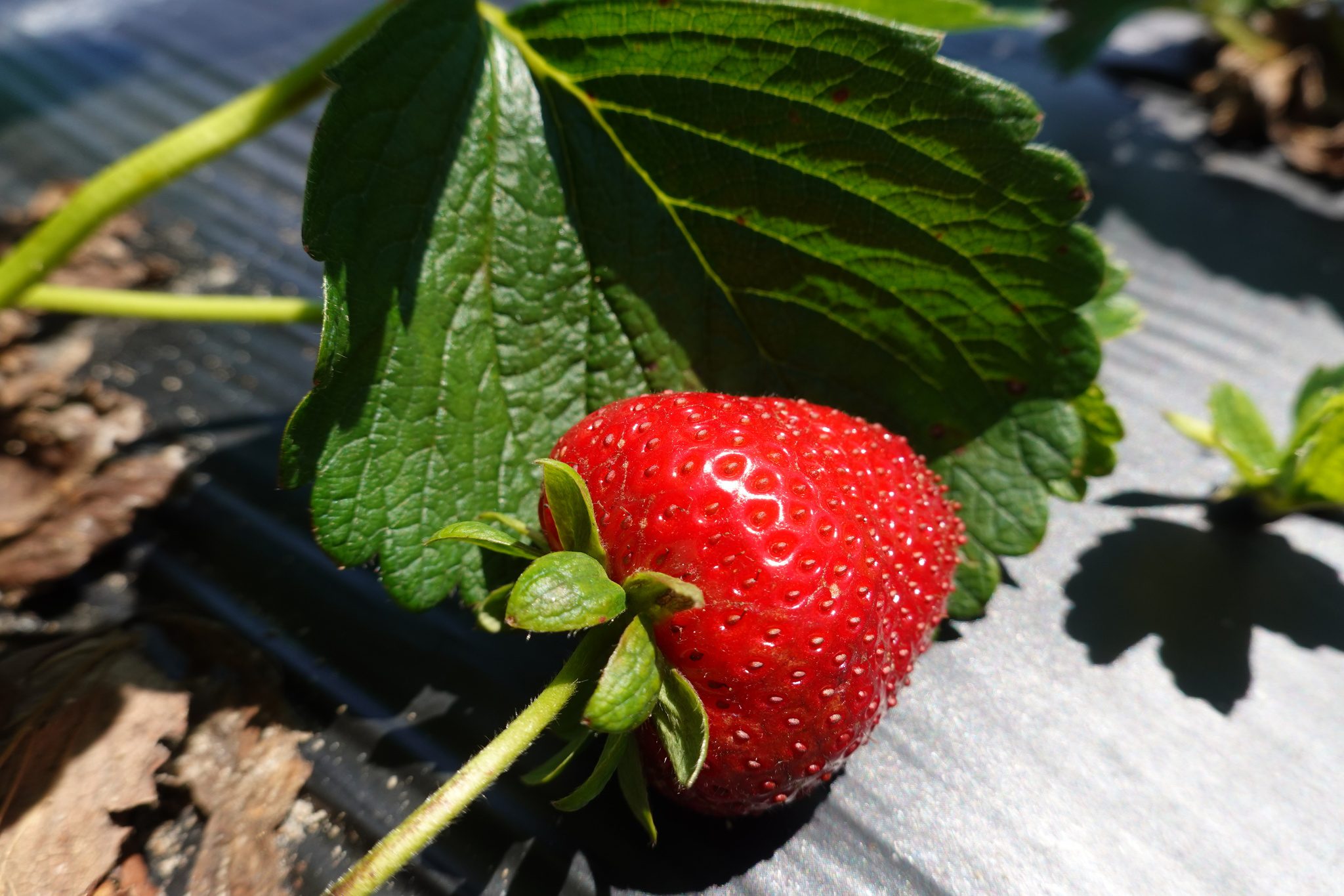 growingstrawberry
