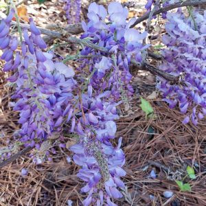 Figure 3. Invasive wisteria flowers bloom light purple March through May.