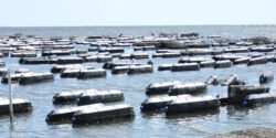 Floating oyster cages on an oyster farm.