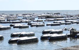 Floating oyster cages on an oyster farm.