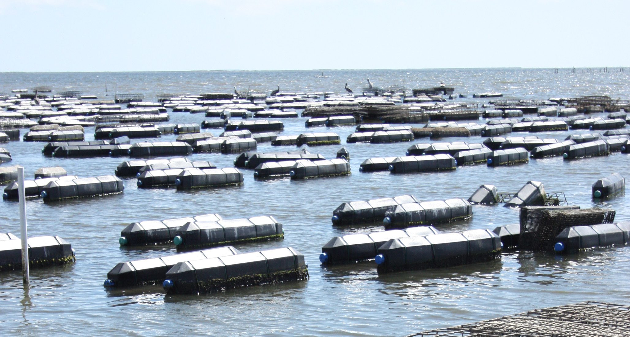 Floating oyster cages on an oyster farm.