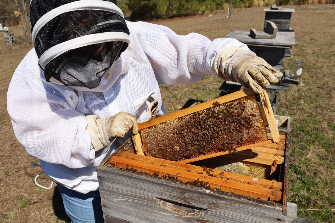 A beekeeper wearing a jacket with veil and pulling a frame out of an active hive.
