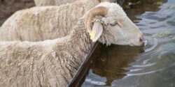 Sheep drinking water