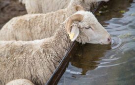 Sheep drinking water