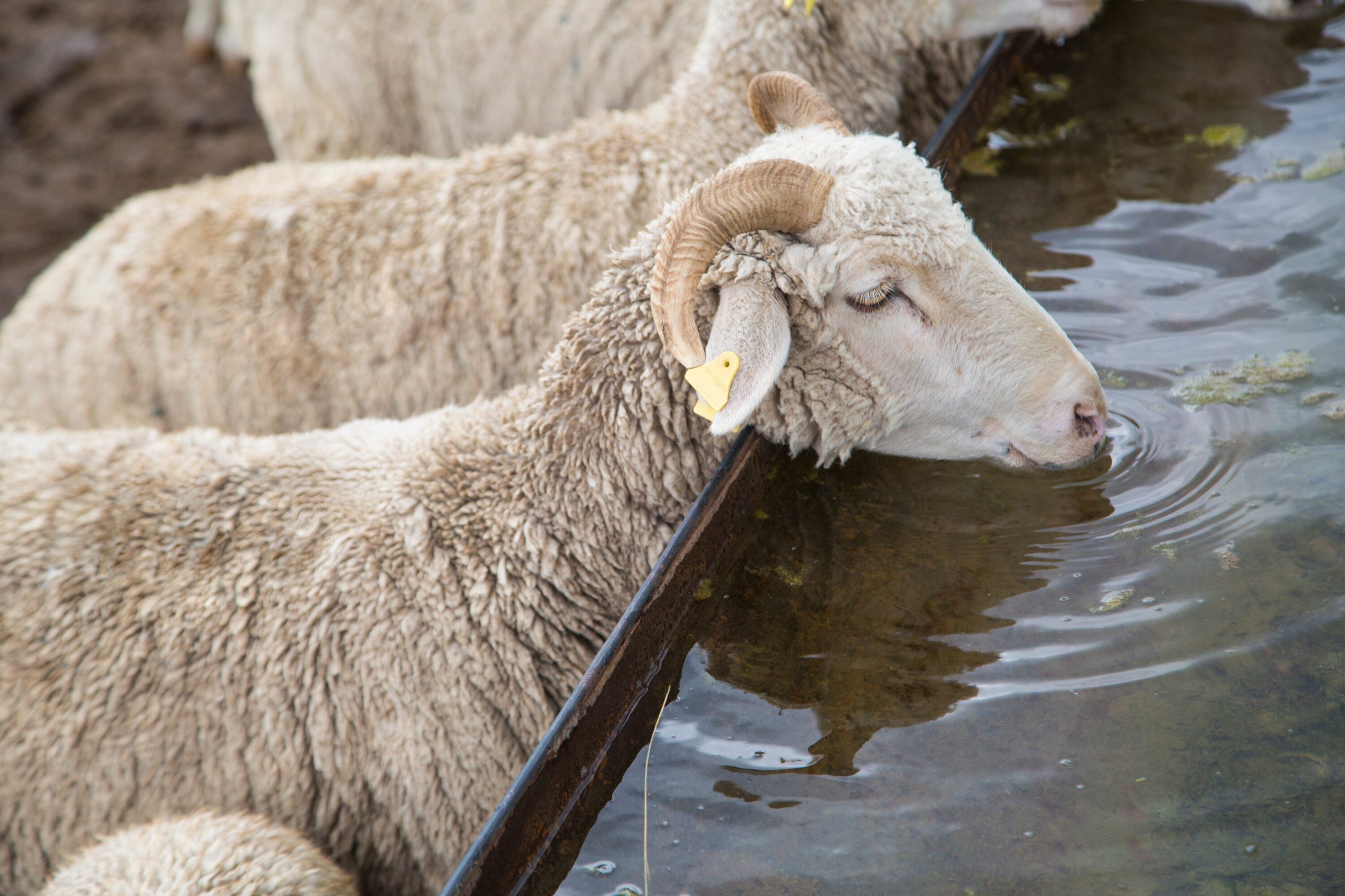 Sheep drinking water