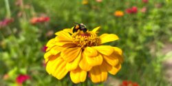 A bee collecting pollen on a zinnia. Used for National Pollinator Week