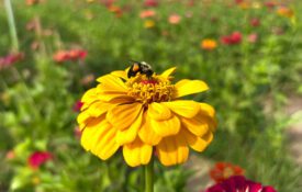 A bee collecting pollen on a zinnia. Used for National Pollinator Week