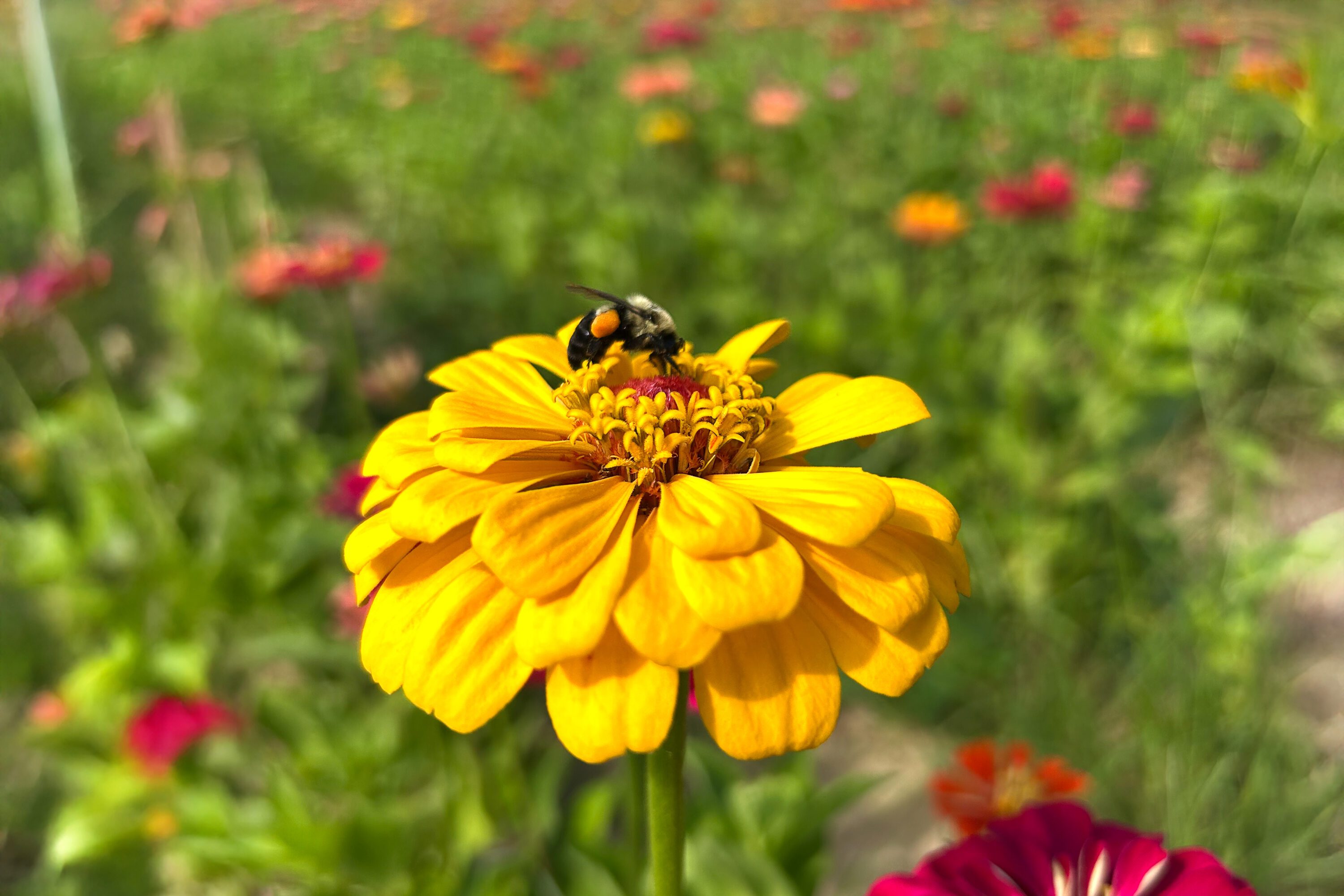 A bee collecting pollen on a zinnia. Used for National Pollinator Week