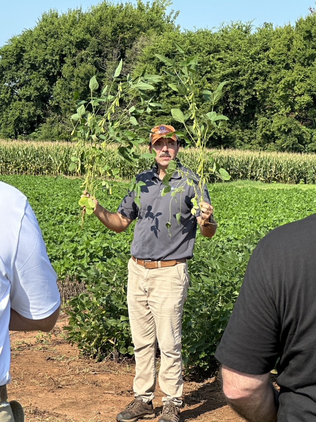 Figure 9. Demonstration of different soybean varieties at a field day
