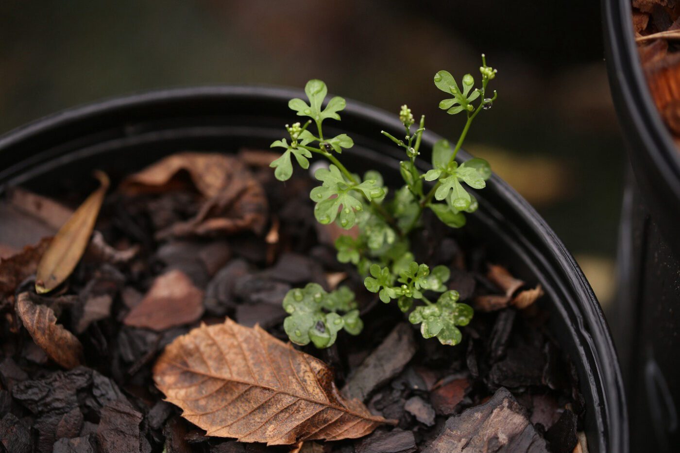Upright hairy bittercress in nursery container.