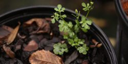 Upright hairy bittercress in nursery container.