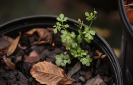 Upright hairy bittercress in nursery container.